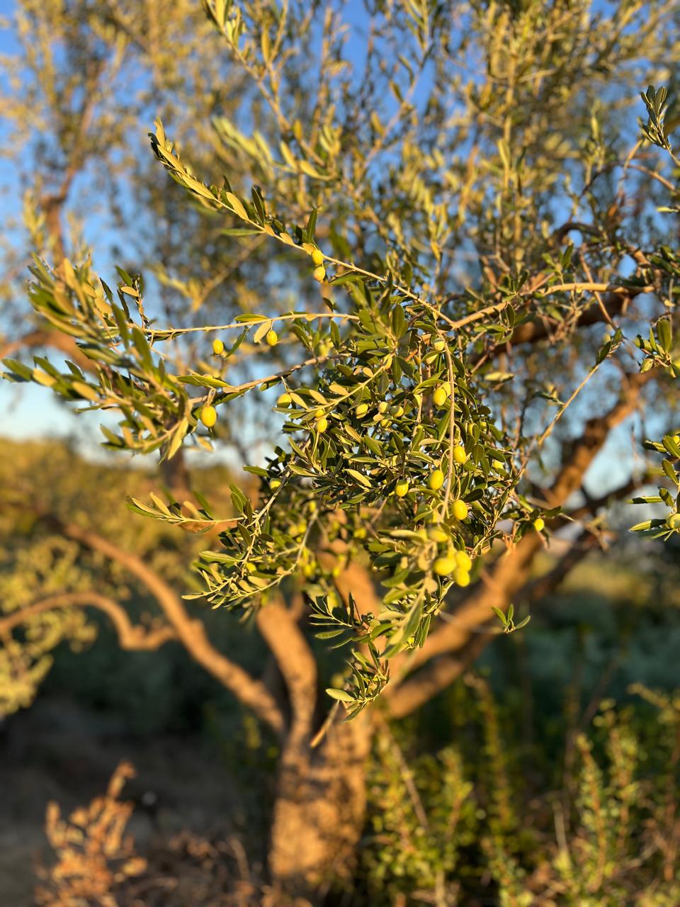 Die besten Olivenöle von der Insel Elba mit hohem Polyphenolgehalt